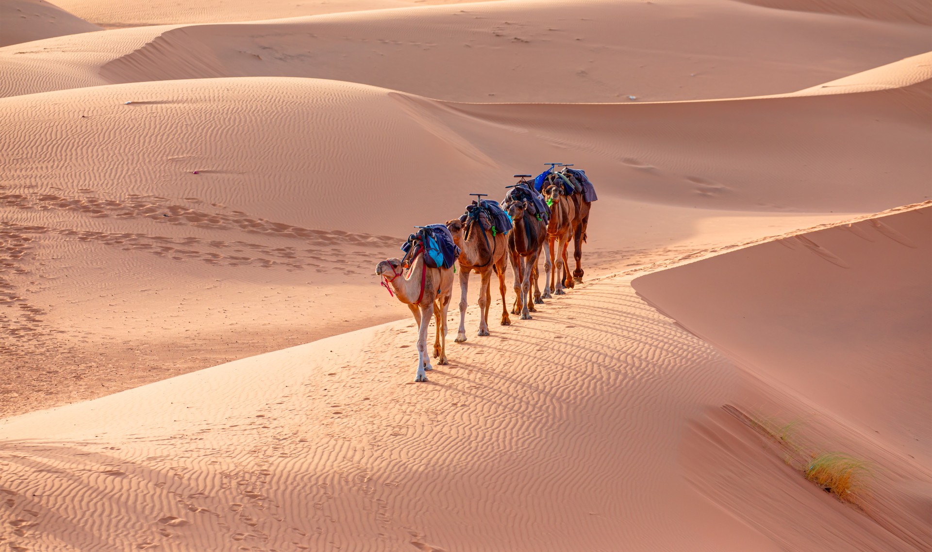 Tourists on safari - Caravan of camel in the sahara desert of Morocco at sunset time