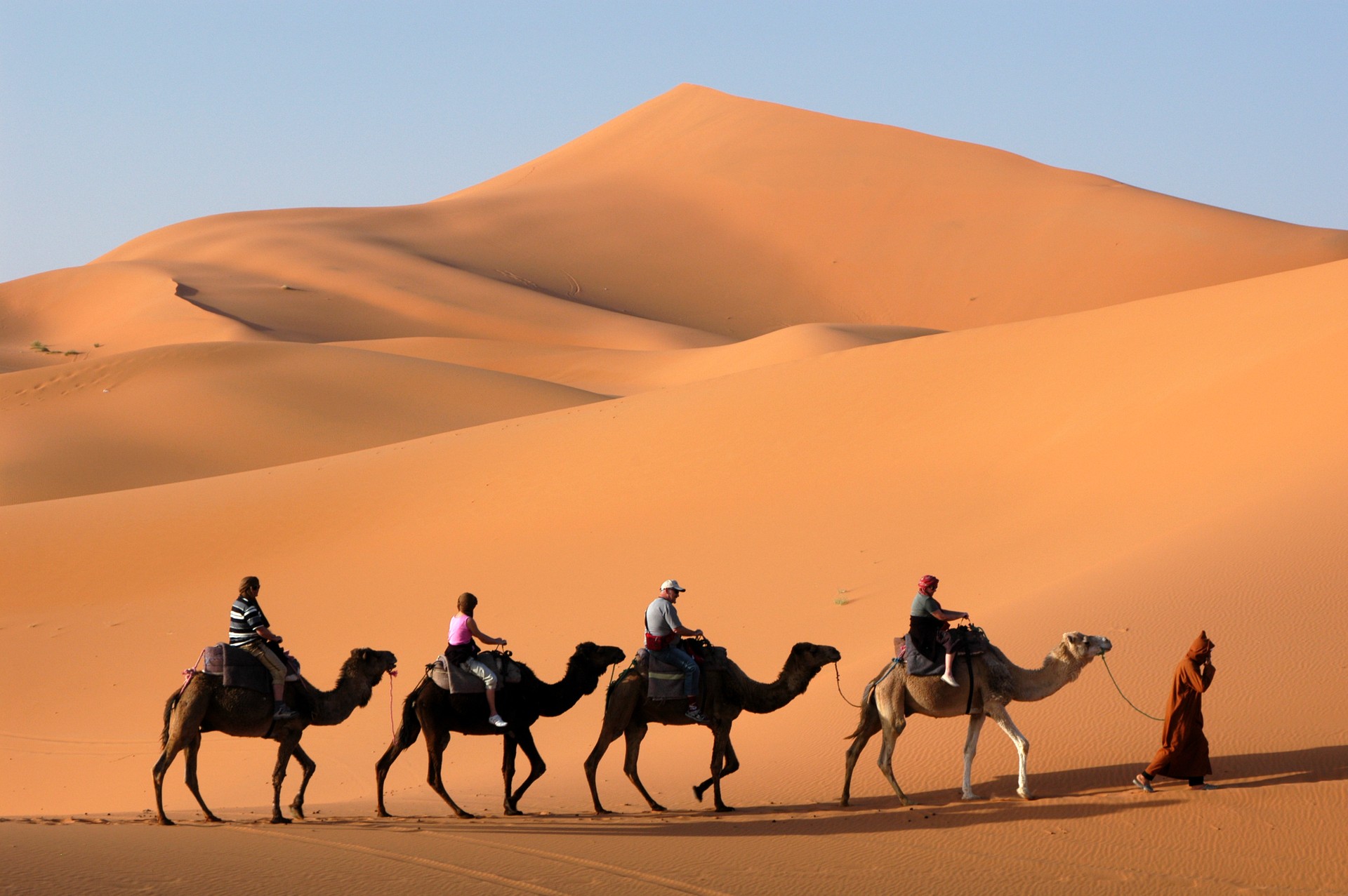 Camel Caravan in the Sahara Desert