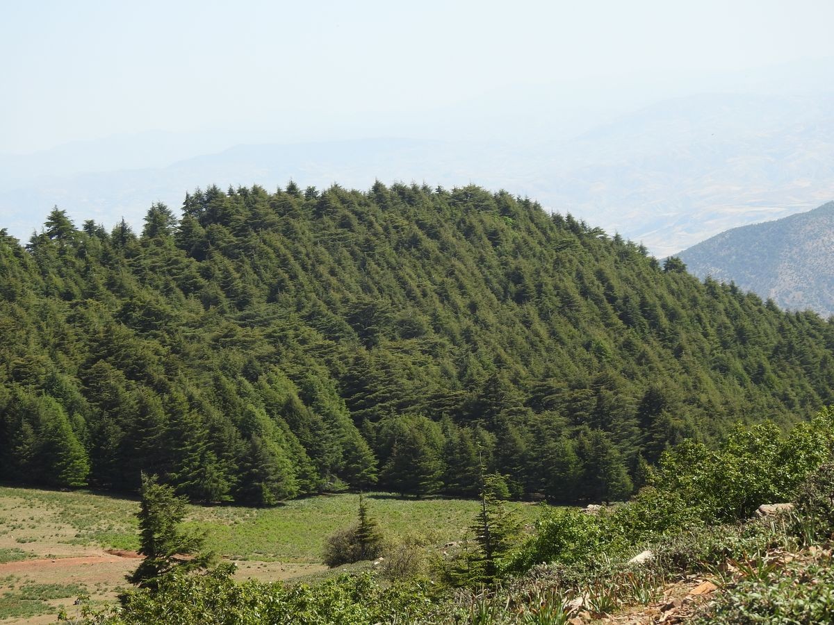 Cedar forest in national park Tazakka  - morocco 