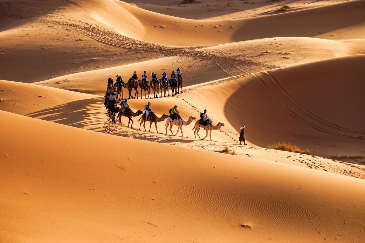 Beautiful Curve Caravan Camel on the Sand Dune, Sahara Desert, Morocco