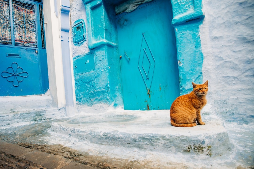4-day Tanger to Chefchaouen and Fes tour: