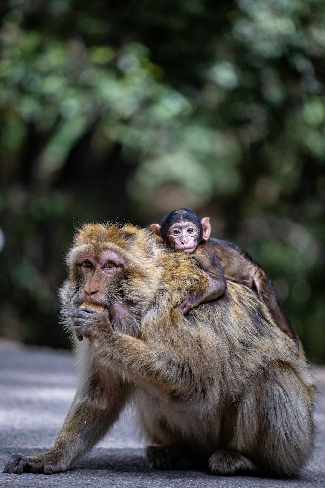 a monkey sitting on top of a monkey on its back , azrou morocco